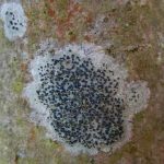 Lecidella elaeochroma