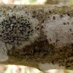 Lecidella elaeochroma (Different location)