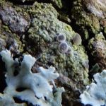 Physcia tenella with Lecania naegelii above 