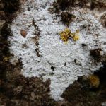 Aspicilia calcarean (Different location)