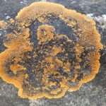 Caloplaca flavescens 