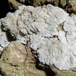 Diploicia canescens (Different location)