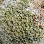 Lecanora chlarotera