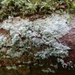 Lepraria finkii 