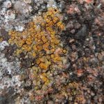 Caloplaca crenulatella