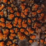 Caloplaca holocarpa