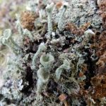 Cladonia chlorophaea agg. 
