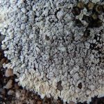 Lecanora albescens + unidentified one
