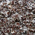 Lecanora campestris