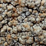 Lecanora muralis