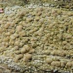 Lecanora symmicta 