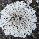 Physcia caesia on roof tiles