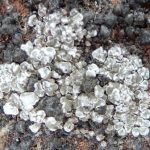 Aspicilia contorta