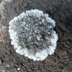 Caloplaca teicholyta