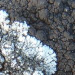 Caloplaca teicholyta