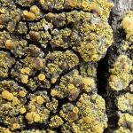 Candelariella vitellina