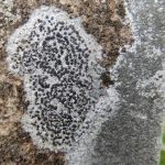 Rhizocarpon reductum with Porpidia tuberculosa 