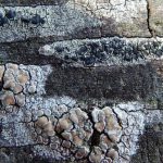 Lecanora Chlarotera & Lecidella elaeochroma