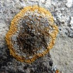 Caloplaca flavescens