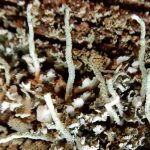 Cladonia coniocraea