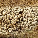 Lecanora polytropa