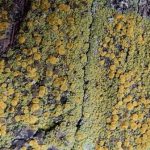 Candelariella vitellina