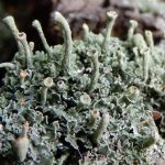 Cladonia chlorophaea agg. on wooden post top