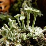 Cladonia fimbriata