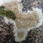 Lecanora campestris