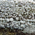 Lecanora polytropa 