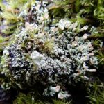 Cladonia chlorophaea agg.  (Different location)
