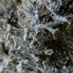 Cladonia polydactyla on rotted wooden fence post