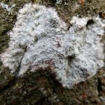 Phlyctis argena