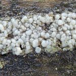 Lecanora polytropa
