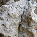 Phlyctis argena