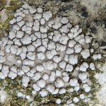 Lecanora carpinea - Same location