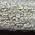 Lecanora polytropa