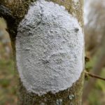 Phlyctis argena