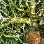 Usnea cornuta - Close up at holdfast