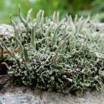 Cladonia coniocraea Different location