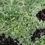 Cladonia coniocraea - Close up after rain