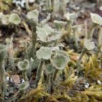 Cladonia fimbriata