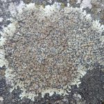Lecanora muralis