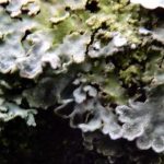 Physconia grisea - Close up