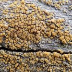 Caloplaca holocarpa