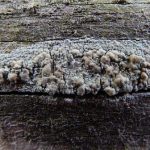 Lecanora symmicta
