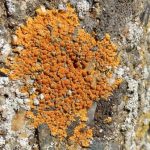 Caloplaca flavescens