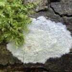 Phlyctis argena