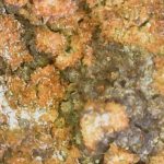 Belonia nidarosiensis - Close up
