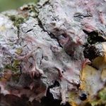 Laetisaria lichenicola on Physcia tenella